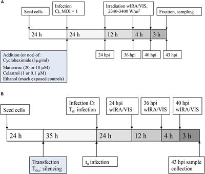 Water Filtered Infrared A and Visible Light (wIRA/VIS) Irradiation Reduces Chlamydia trachomatis Infectivity Independent of Targeted Cytokine Inhibition